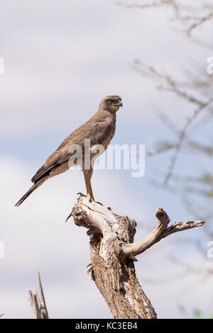 Eastern chanting goshawk (Melierax poliopterus) perched on branch, Samburu National Game Park Reserve, Kenya, East Africa Stock Photo