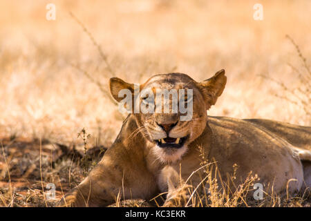 Lioness (panthera leo) resting in shade, Samburu National Game Park Reserve, Kenya, East Africa Stock Photo