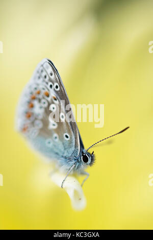 Common Blue Butterfly (Polommatus icarus) Stock Photo
