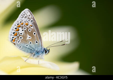 Common Blue Butterfly (Polommatus icarus) Stock Photo
