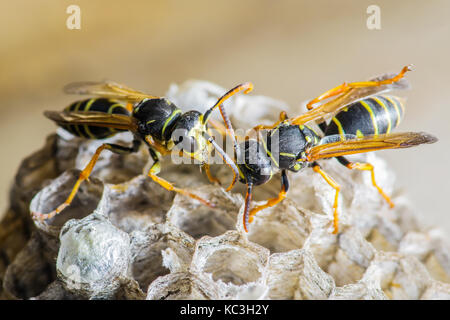 Two Wasps on Nest Macro Stock Photo