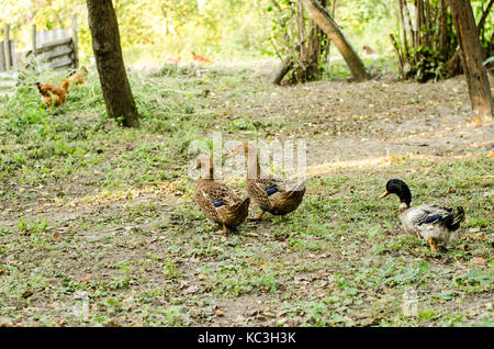 Geese on green grass Stock Photo