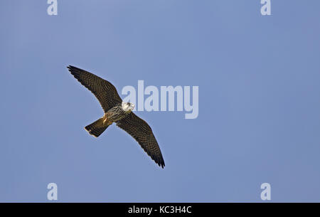 Eurasian Hobby, Falco subbuteo, flying above under blue sky Stock Photo