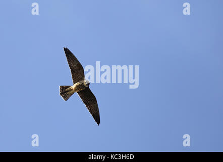 Eurasian Hobby, Falco subbuteo, flying above under blue sky Stock Photo