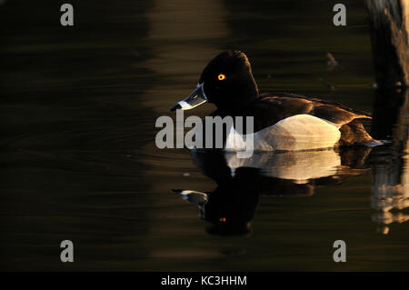 A male Ring-necked duck swimming in a pond of dark water near Hinton Alberta Canada Stock Photo