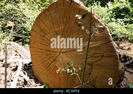 Aged tree trunk cut yexture in park Stock Photo