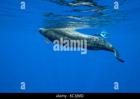 Short finned pilot whale coming to the surface to breath, Indian Ocean, Mauritius Stock Photo