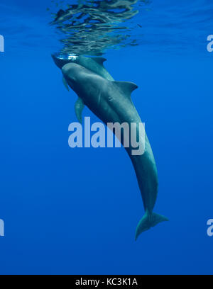 Two short finned pilot whales swimming to the surface to breath, Indian Ocean, Mauritius. Stock Photo