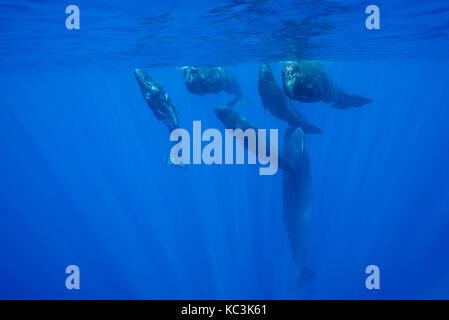 Pod of sperm whale calves and juveniles in a social group, Indian Ocean, north western Mauritius. Stock Photo