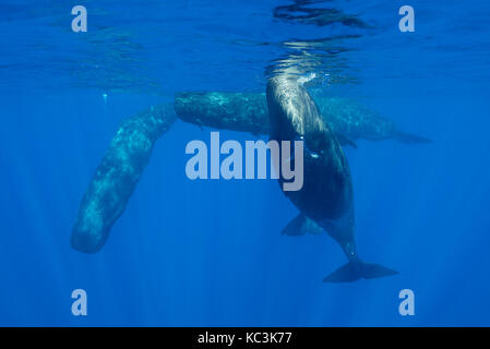 Pod of sperm whale calves and juveniles in a social group, Indian Ocean, north western Mauritius. Stock Photo