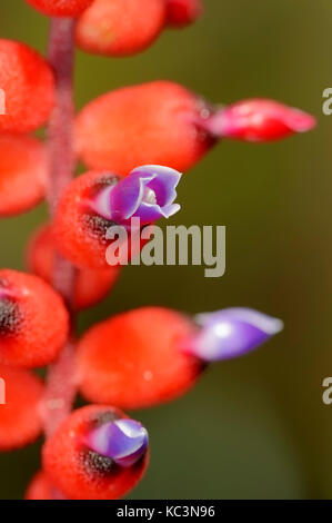 Bromeliad / (Aechmea warasii) | Bromelie / (Aechmea warasii) Stock Photo