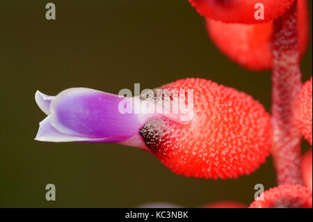 Bromeliad / (Aechmea warasii) | Bromelie / (Aechmea warasii) Stock Photo