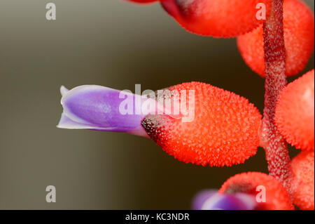 Bromeliad / (Aechmea warasii) | Bromelie / (Aechmea warasii) Stock Photo