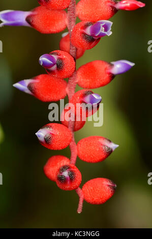 Bromeliad / (Aechmea warasii) | Bromelie / (Aechmea warasii) Stock Photo