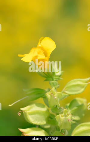 Yellow Monkeyflower, North Rhine-Westphalia, Germany / (Erythranthe guttata, Mimulus guttatus) | Gelbe Gauklerblume, Nordrhein-Westfalen, Deutschland Stock Photo