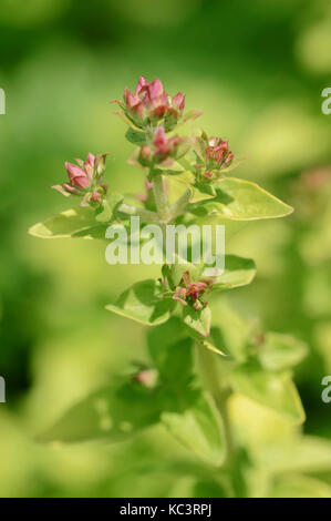 Majoram / (Origanum vulgare ssp. viride) | Oregano / (Origanum vulgare ssp. viride) Stock Photo