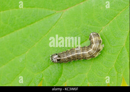 Small Quaker, caterpillar, North Rhine-Westphalia, Germany / (Orthosia cruda) | Kleine Kaetzcheneule, Raupe, Nordrhein-Westfalen, Deutschland Stock Photo