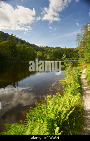 Autumn colours at Yew Tree Tarn In the Lake District National Park UK GB England SSI Stock Photo