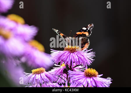 Butterflies pollinating the asters violet, summer in the garden. Stock Photo