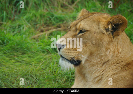 Photograph of a lioness in the grass at Blackpool zoo. Stock Photo