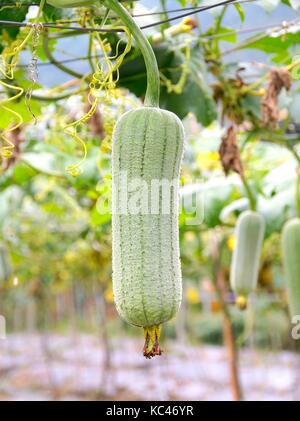 Serpent melon closeup in the field Stock Photo