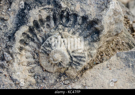 Fossilized shell of prehistoric times in building block of Portuguese fort, Lobito, Angola, Southern Africa Stock Photo