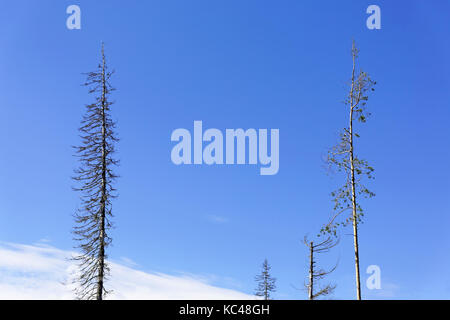 Tops of coniferous trees against the blue sky, like wallpaper, background Stock Photo