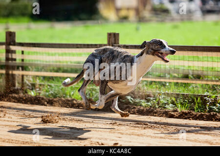 Male Whippet sighthound mid-air in a training run on the race track Stock Photo