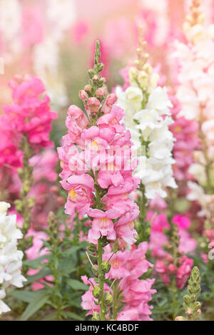 Beautiful and colourful summer flowering Snapdragon flowers also known as Antirrhinums. Stock Photo