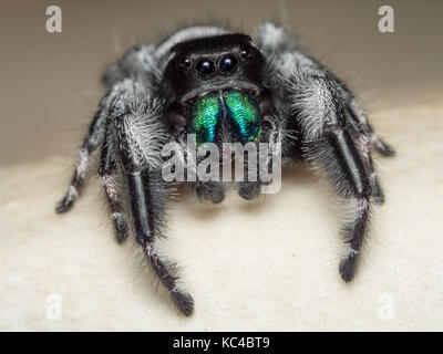 A close portrait of a beautiful male Phidippus regius Stock Photo