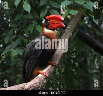 Female  Asian Rufous hornbill (Buceros hydrocorax perched in a tree. Also known as Philippine hornbill Stock Photo