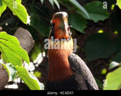 Close-up of the head of a male Asian Rufous hornbill (Buceros hydrocorax), a.k.a. Philippine hornbill Stock Photo