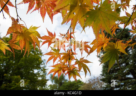 Windsor, UK. 2nd Oct, 2017. Acer Palmatum Ki hachijo displays autumn colours in Windsor Great Park. Credit: Mark Kerrison/Alamy Live News Stock Photo