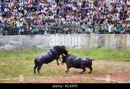 Qiandongnan, China's Guizhou Province. 3rd Oct, 2017. Tourists watch bulls fighting in Congjiang County, southwest China's Guizhou Province, Oct. 3, 2017. Various activities are held around China during the National Day holiday. This year it has been extended by one more day as the Mid-Autumn Festival falls on Oct. 4. Credit: Wu Dejun/Xinhua/Alamy Live News Stock Photo