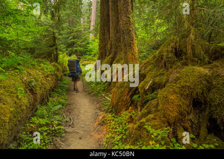 Backpacker on trail with Western Hemlocks, Tsuga heterophylla, growing from nurse log in the Hoh Rain Forest along the Hoh River Trail in Olympic Nati Stock Photo