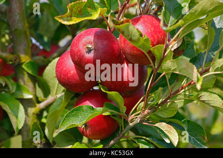 Apple on the apple tree, apple variety Elstar (Malus domestica Elstar), Germany Stock Photo