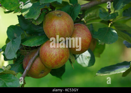 Apple on the apple tree, apple variety Red Boskoop (Malus domestica Red Boskoop), Germany Stock Photo