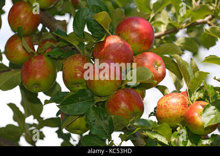 Apple on the apple tree, apple variety red ice apple (Malus domestica red ice apple), Germany Stock Photo