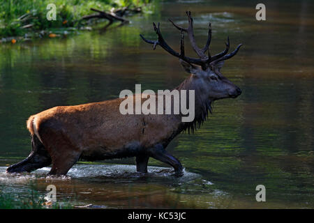 Red deer at rutting season (Cervus elaphus), walks through water and crosses river, captive, Germany Stock Photo