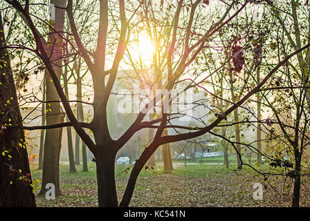 Autumn way through the woods Stock Photo