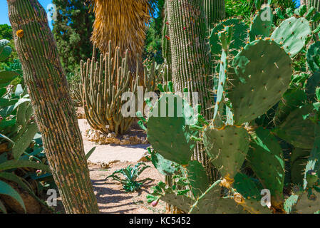 Botanical garden Valencia Spain, detailed view of mature cacti in a part of the desert plants section of the Jardin Botanico in Valencia. Stock Photo