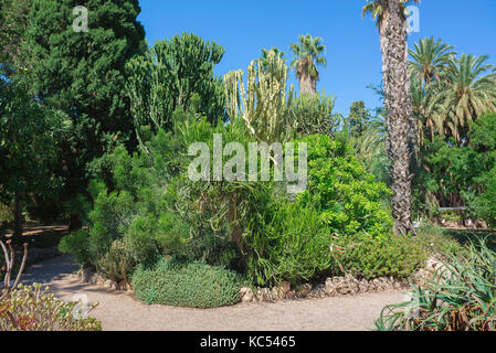 Valencia Spain botanical garden, view of mature cacti in a part of the desert plants section of the Jardin Botanico in Valencia.