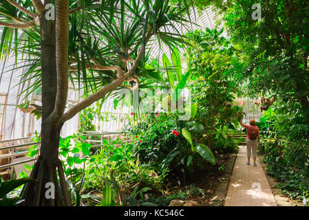 Botanical garden Valencia Spain, rear view of a woman walking through a large greenhouse full of tropical plants in the Jardin Botanico, Valencia. Stock Photo