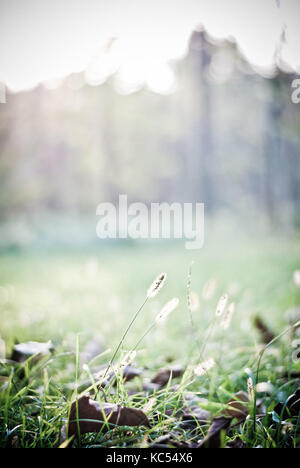 Green winter grass with sunlight in the background, winter match Stock Photo