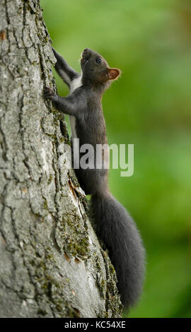 Eurasian red squirrel (Sciurus vulgaris), melanistic animal, climbs on a tree trunk, Baden-Württemberg, Germany Stock Photo