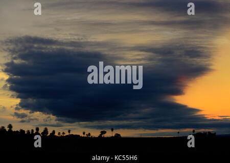Palms in the back light at sunset with dark rain clouds, at Bonito, Matto Grosso do Sul, Brazil Stock Photo