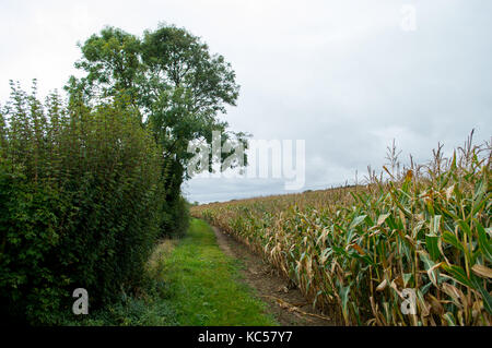 A grass public footpath running between a hedgerow with larger trees and sweet corn maize filed that is ready for harvest in late summer early autumn Stock Photo