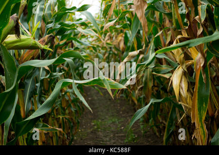 Public footpath through a high sweet corn maize field ready for harvest with corn of the cob ready to eat natural landscape with dirt path on field Stock Photo