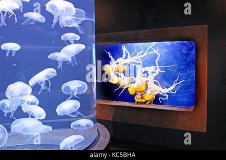 Pacific Nettle and Moon jellyfish displays at the Aquarium at the Bay in San Francisco, California