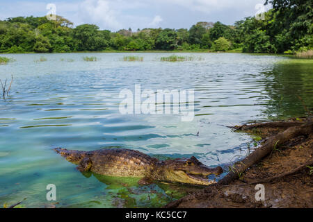 The alligator Stock Photo